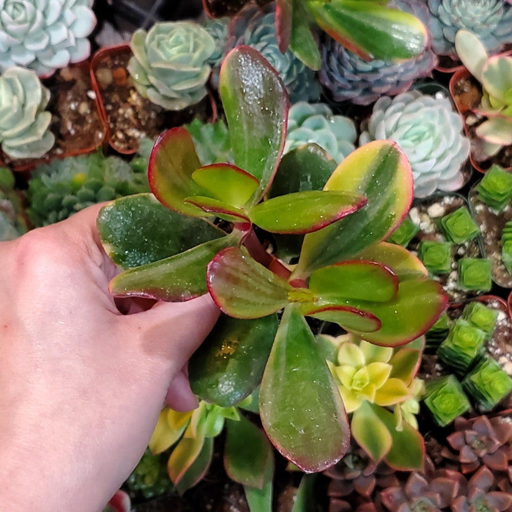 Crassula ovata 'Tricolor Jade'
